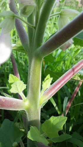 Cat's Claw