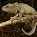 Gorongosa Pygmy Chameleon - Photo (c) Piotr Naskrecki, all rights reserved, uploaded by Piotr Naskrecki