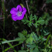 Geranium potentillifolium - Photo (c) Anne, כל הזכויות שמורות