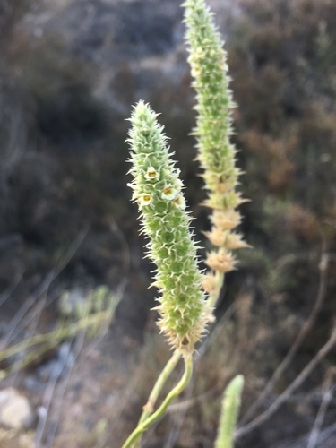 Sideritis lasiantha