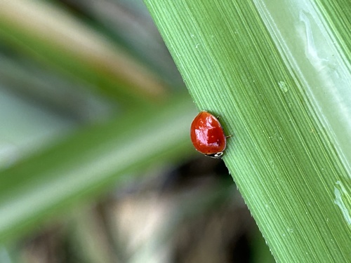 Spotless Lady Beetle