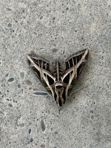 Vine Sphinx