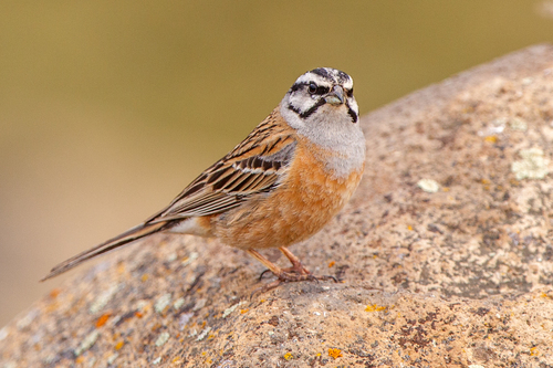 Rock Bunting