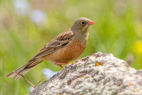 Ortolan Bunting