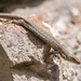 Radde's Lizard - Photo (c) sdrov, all rights reserved, uploaded by sdrov