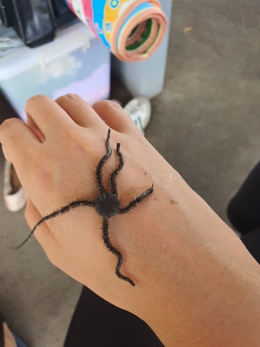 Lagoon Brittle Star