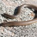 Two-clawed Worm-Skink - Photo (c) Crystal Kelehear, all rights reserved, uploaded by Crystal Kelehear