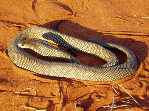 Mulga Snake sighting