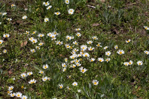 Erigeron pubescens