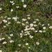 Erigeron pubescens - Photo (c) Anne, todos os direitos reservados