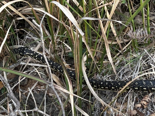 Diamond Python sighting