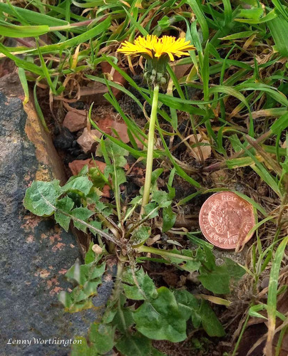 dirty-leaved dandelion (Taraxacum pachymerum)