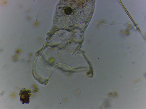 Collotheca campanulata