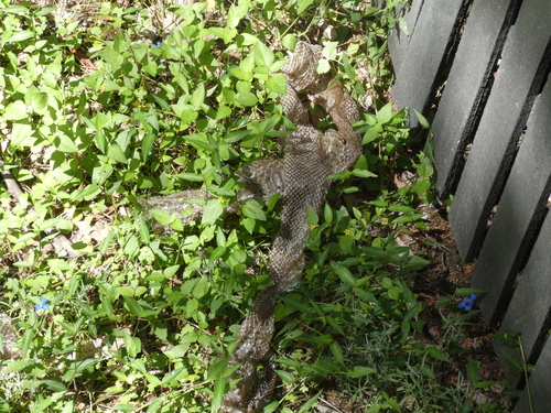 Coastal Carpet Python sighting