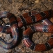 Trinidad Northern Coralsnake - Photo (c) Rainer Deo, all rights reserved, uploaded by Rainer Deo