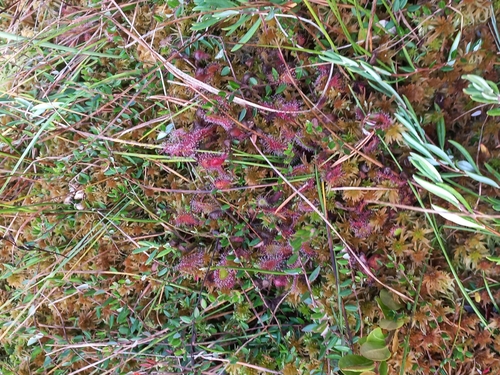 Great Sundew