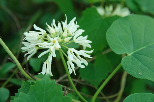 How to identify Matelea baldwyniana (Sweet) Woodson
