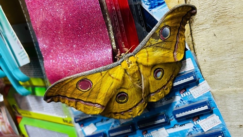 Sri Lankan Tussar Silk Moth