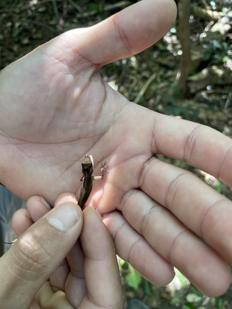 anoles-from-sw-162nd-ave-miami-fl-us-on-november-30-2024-at-11-10