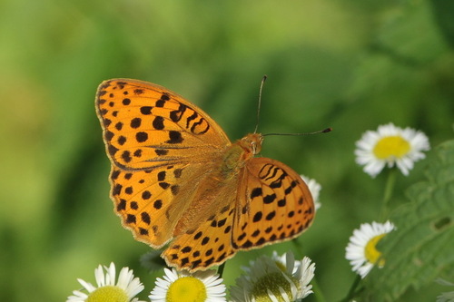Argyronome laodice (Pallas, 1771)