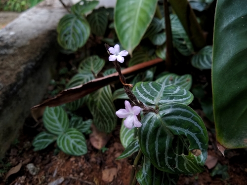 Chamaeranthemum venosum · iNaturalist