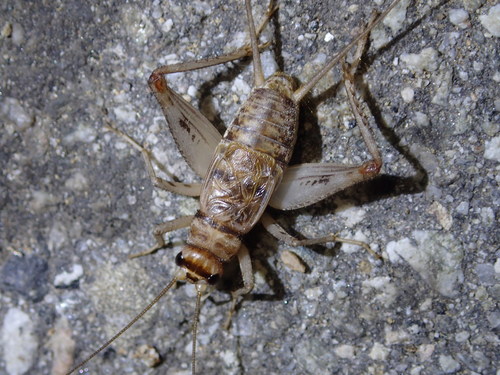 Tropical House Cricket