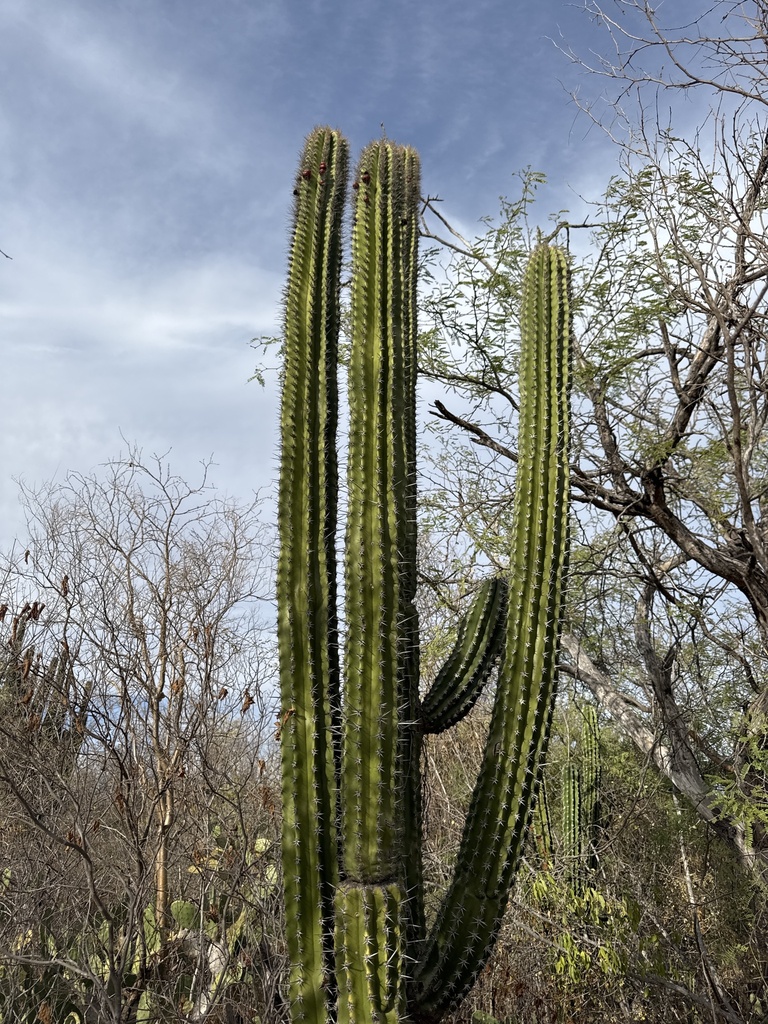Indian Comb from El Fuerte, Sin., MX on November 30, 2024 at 03:17 PM ...