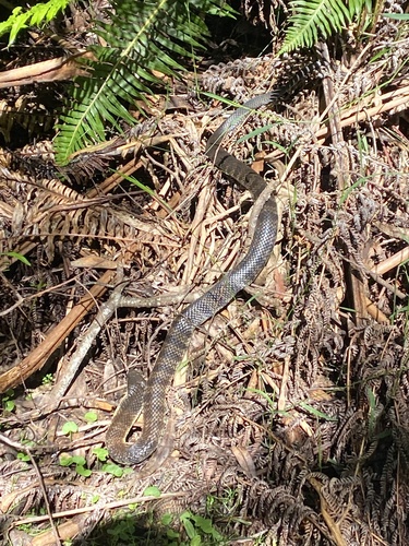 Tiger Snake sighting