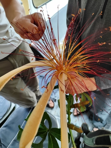 Pachira aquatica - Whole tree