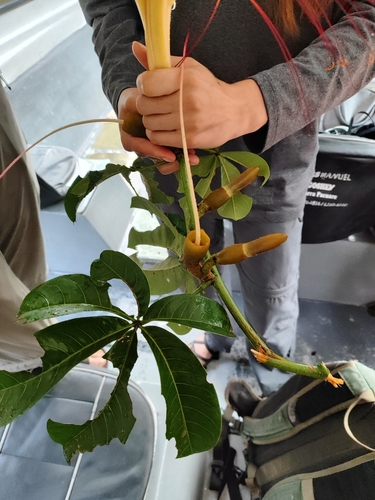 Pachira aquatica - Leaves