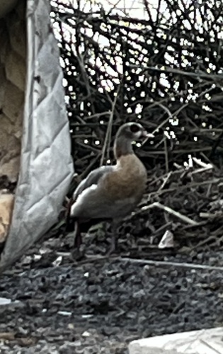 iNaturalist observation photo of Egyptian Goose