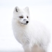 Arctic Fox - Photo (c) Lincoln Savi, all rights reserved, uploaded by Lincoln Savi