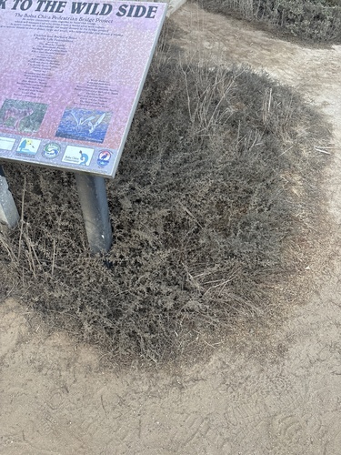 Alkali Seaheath winter