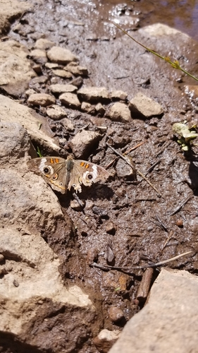 iNaturalist observation photo of Gray Buckeye