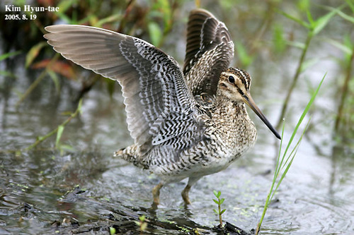 Beccaccino stenuro (Gallinago stenura)