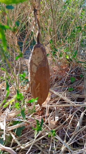 Sponge Gourd
