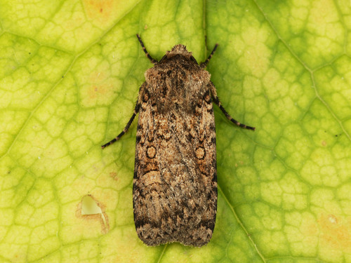 Euxoa scholastica