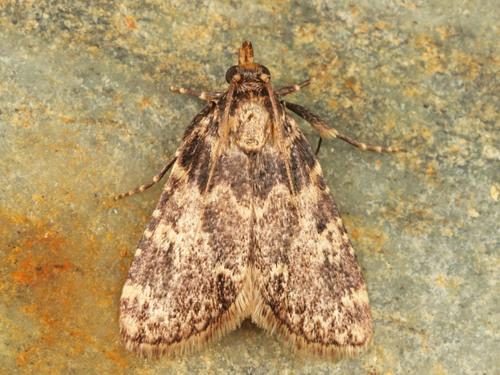 Stored grain moth