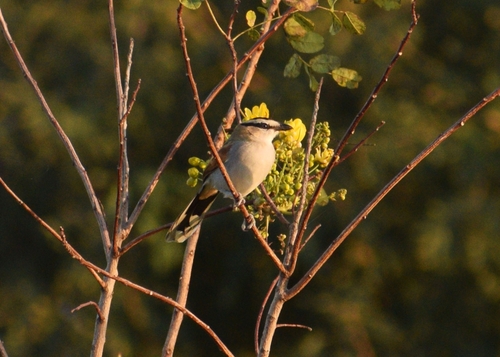 Black-crowned Tchagra