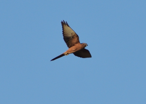 Fox Kestrel