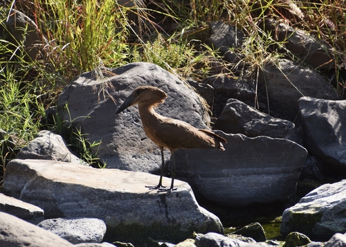 Hamerkop