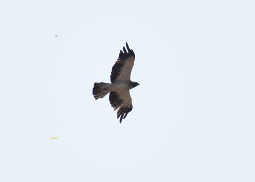 Booted Eagle