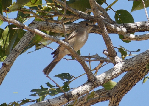 Pale Flycatcher