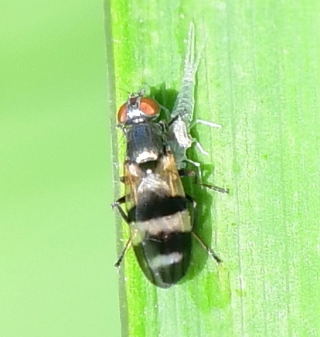 Sheep Bot Fly (NPS National Capital Region True Flies) · iNaturalist