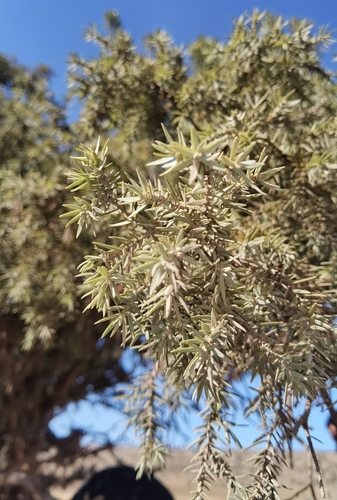 Juniperus oxycedrus badia