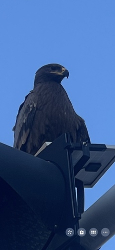 Steppe Eagle