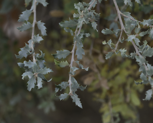 Quercus berberidifolia × john-tuckeri