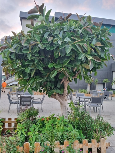 rubber plant