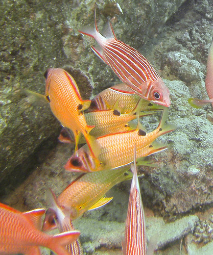 Sargocentron marisrubri — seen at this dive site