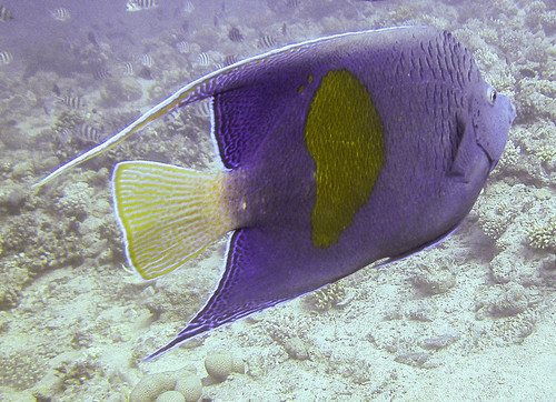 Halfmoon Angelfish — seen at this dive site